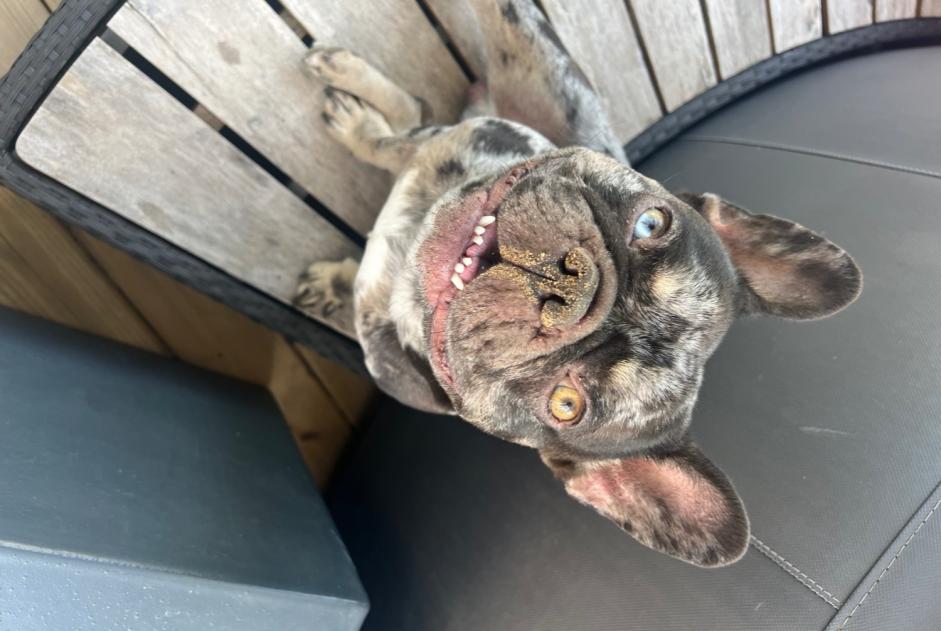 Avviso scomparsa Cane  Maschio , 4 anni Genas Francia