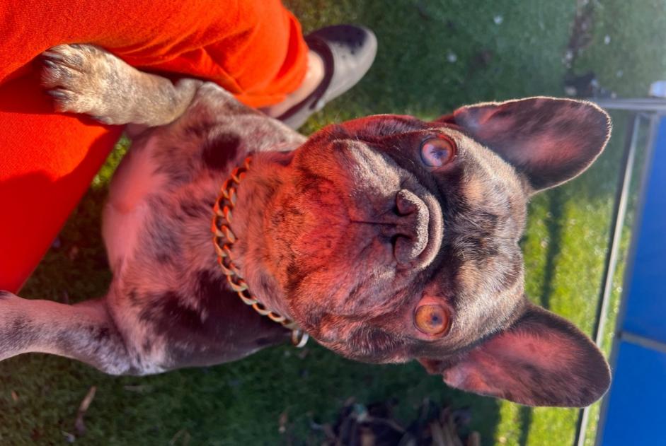 Avviso scomparsa Cane  Maschio , 4 anni Genas Francia