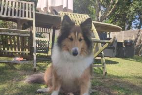 Avviso scomparsa Cane  Maschio , 6 anni Primelin Francia