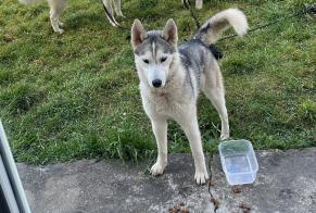 Avviso scomparsa Cane  Femmina , 1 anni Monlezun-d'Armagnac Francia