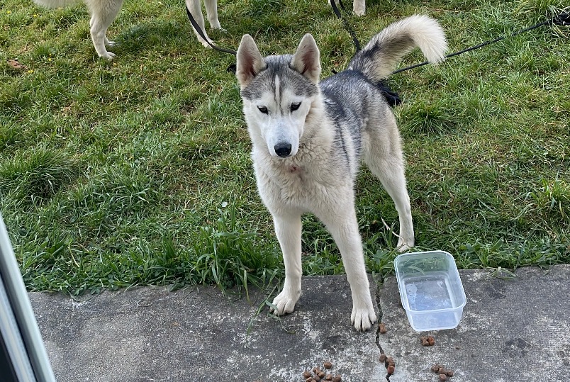 Avviso scomparsa Cane  Femmina , 1 anni Monlezun-d'Armagnac Francia