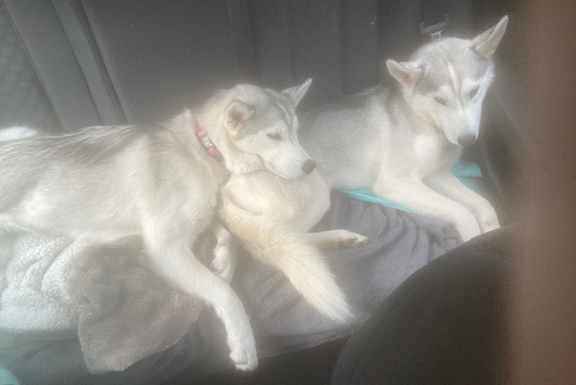 Avviso scomparsa Cane  Femmina , 1 anni Monlezun-d'Armagnac Francia