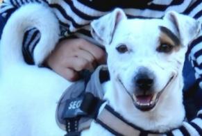 Avviso scomparsa Cane  Maschio , 10 anni Grasse Francia