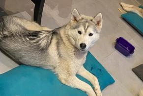 Avviso scomparsa Cane  Femmina , 1 anni Monlezun-d'Armagnac Francia