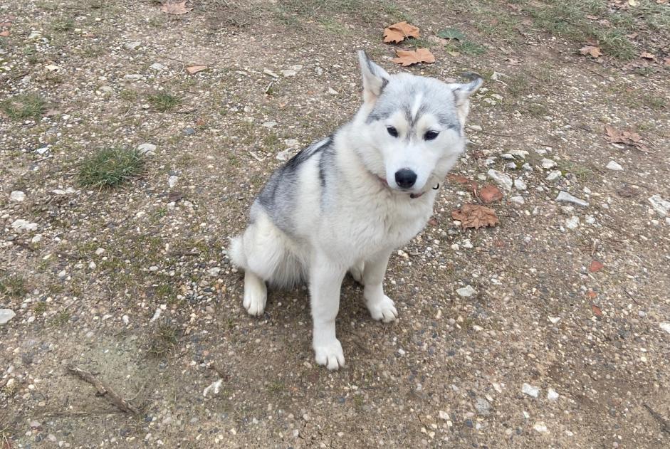 Avviso scomparsa Cane  Femmina , 1 anni Monlezun-d'Armagnac Francia