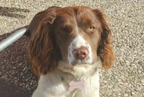 Avviso scomparsa Cane incrocio di razze  Femmina , 1 anni Vendôme Francia