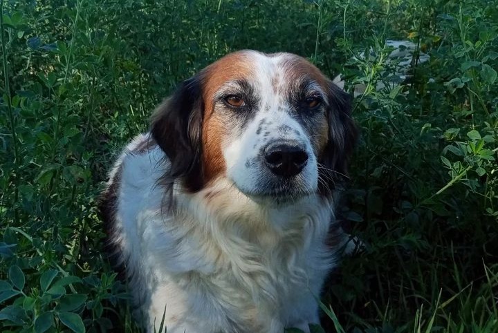 Avviso scomparsa Cane incrocio di razze  Femmina , 15 anni Les Brunels Francia