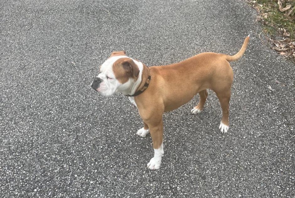 Avviso scomparsa Cane  Femmina , 3 anni Saint-Baldoph Francia