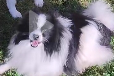 Avviso scomparsa Cane  Maschio , 6 anni Le Cateau-Cambrésis Francia