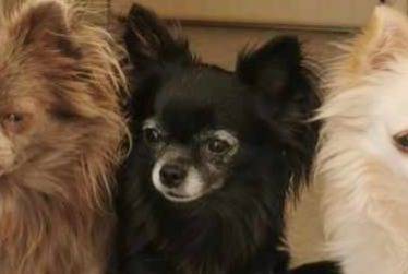 Verdwijningsalarm Hond  Vrouwtje , 8 jaar Carcès Frankrijk