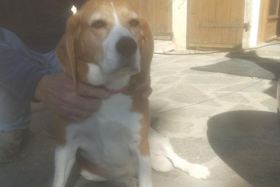 Ontdekkingsalarm Hond  Vrouwtje Pontis Frankrijk