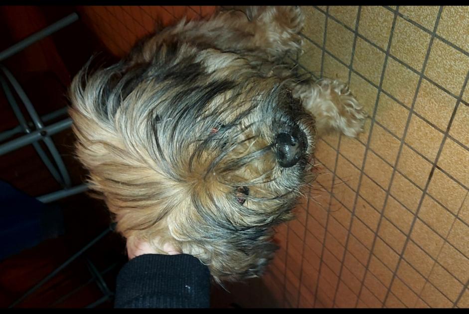 Ontdekkingsalarm Hond Mannetje , 10 jaar Xertigny Frankrijk