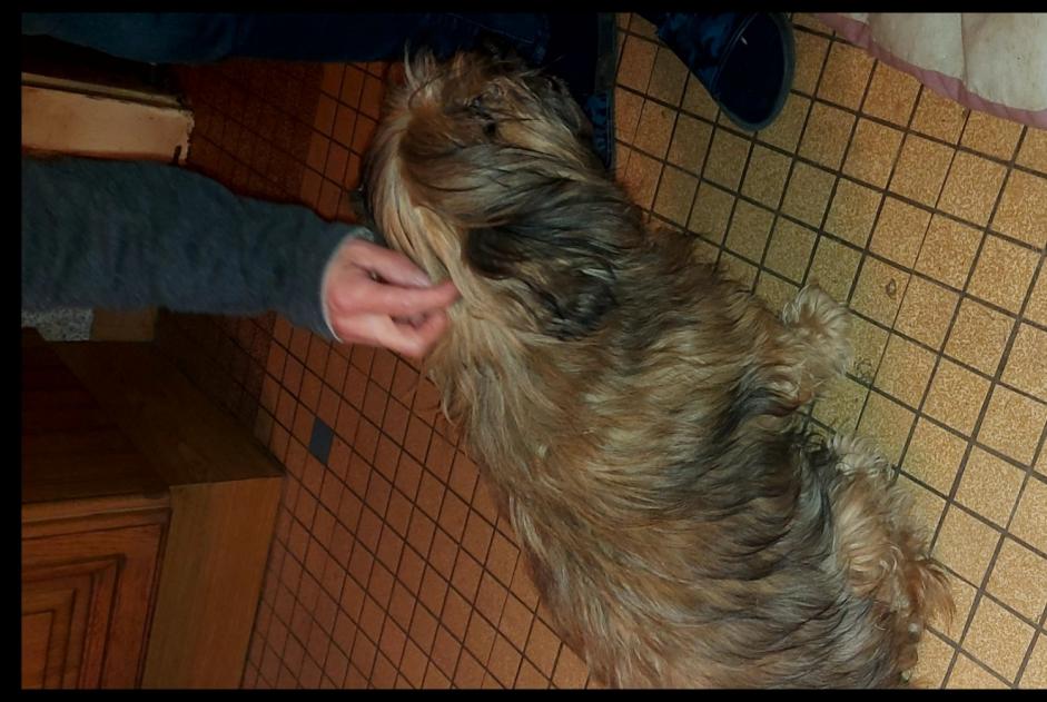 Ontdekkingsalarm Hond Mannetje , 10 jaar Xertigny Frankrijk