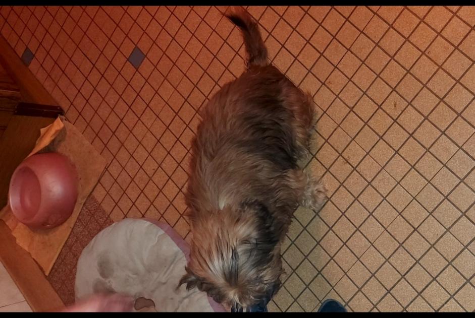 Ontdekkingsalarm Hond Mannetje , 10 jaar Xertigny Frankrijk