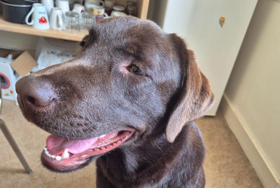 Ontdekkingsalarm Hond  Mannetje Saint-Père-en-Retz Frankrijk