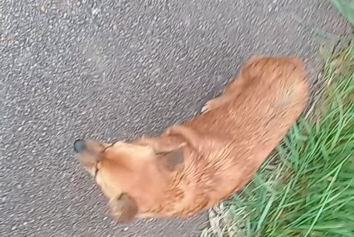 Verdwijningsalarm Hond rassenvermenging  Vrouwtje , 10 jaar Beaune-la-Rolande Frankrijk