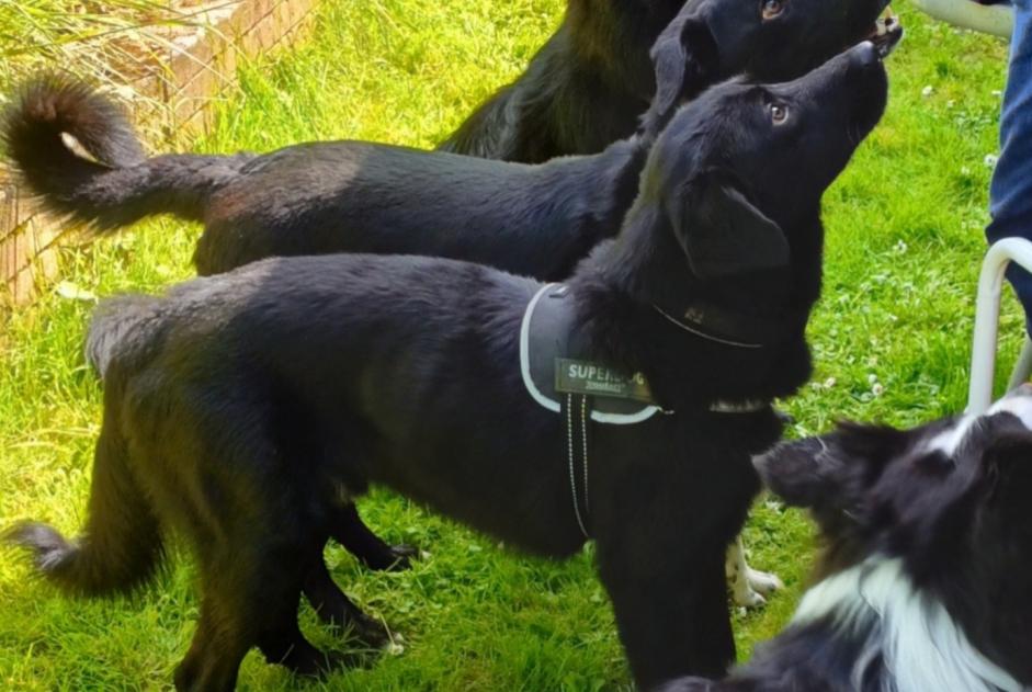 Verdwijningsalarm Hond rassenvermenging  Mannetje , 4 jaar Huilly-sur-Seille Frankrijk