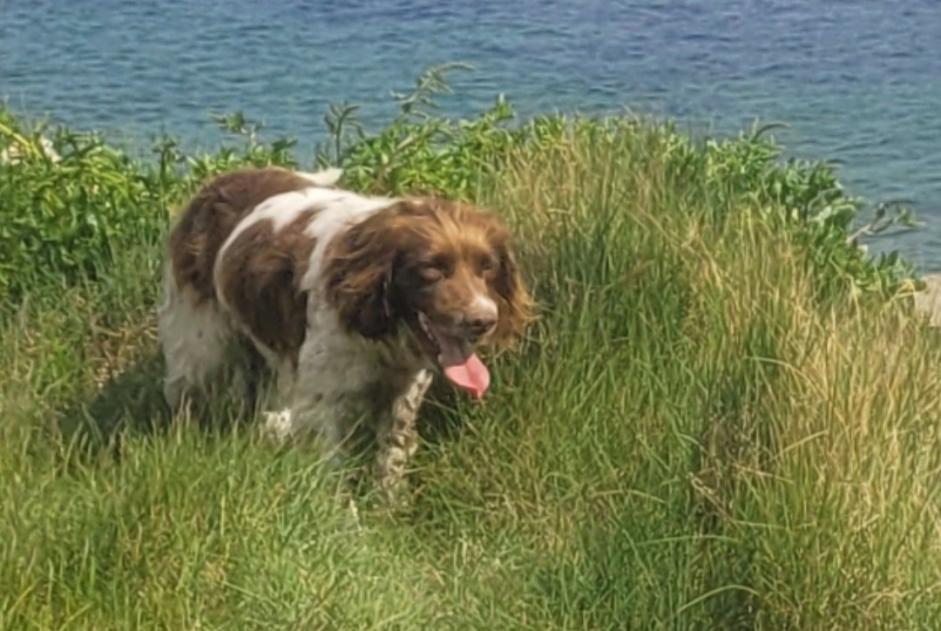 Verdwijningsalarm Hond  Mannetje , 6 jaar Plomeur Frankrijk