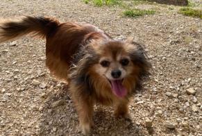 Ontdekkingsalarm Hond Onbekend Vriange Frankrijk
