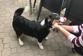 Ontdekkingsalarm Hond rassenvermenging  Vrouwtje Embrun Frankrijk