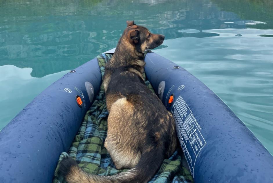 Verdwijningsalarm Hond rassenvermenging  Mannetje , 10 jaar Verson Frankrijk