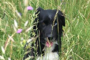 Verdwijningsalarm Hond  Vrouwtje , 13 jaar Bernex Frankrijk