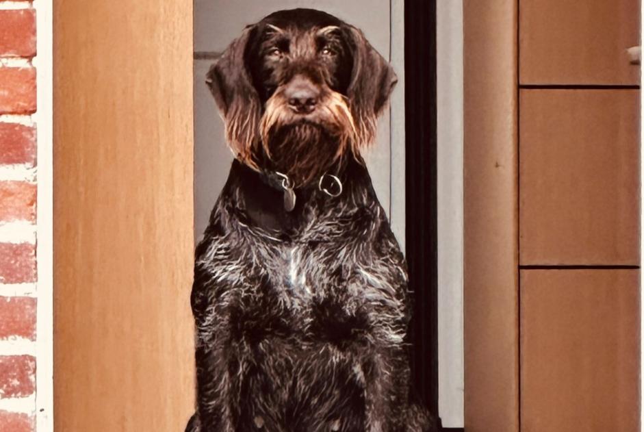Verdwijningsalarm Hond  Vrouwtje , 2 jaar Neuville-sur-Brenne Frankrijk