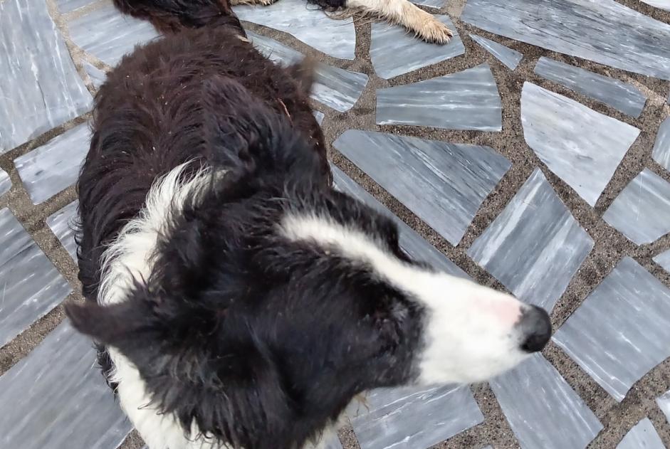 Ontdekkingsalarm Hond Onbekend Dournazac Frankrijk
