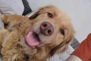 Ontdekkingsalarm Hond  Vrouwtje Vourles Frankrijk