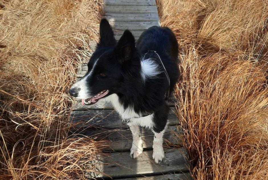 Verdwijningsalarm Hond  Mannetje , 7 jaar Gorges du Tarn Causses Frankrijk