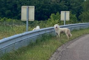 Ontdekkingsalarm Hond  Onbekend Saint-Cyr-les-Colons Frankrijk