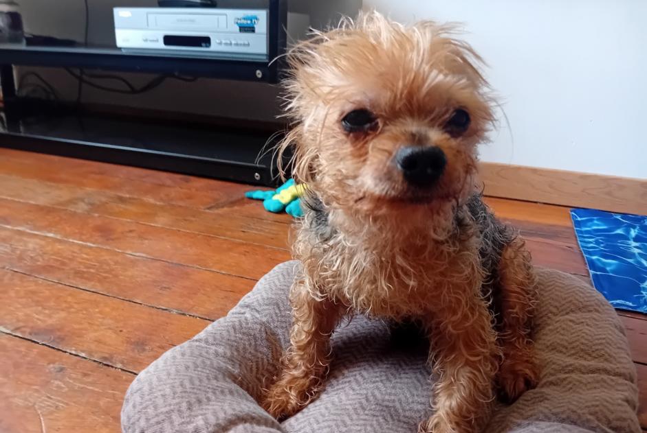 Verdwijningsalarm Hond  Mannetje , 14 jaar Béthune Frankrijk