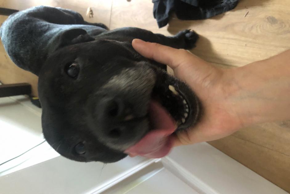 Ontdekkingsalarm Hond rassenvermenging  Mannetje Ceyzérieu Frankrijk