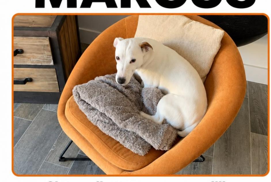 Verdwijningsalarm Hond  Mannetje , 11 jaar Angoulins Frankrijk