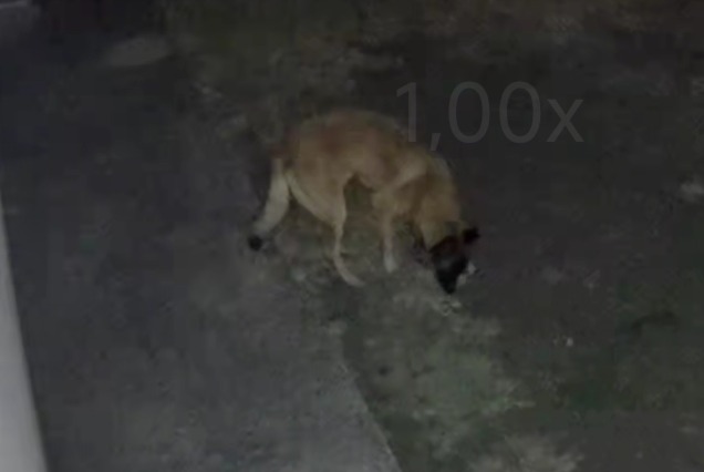 Ontdekkingsalarm Hond  Onbekend Saint-Savin Frankrijk