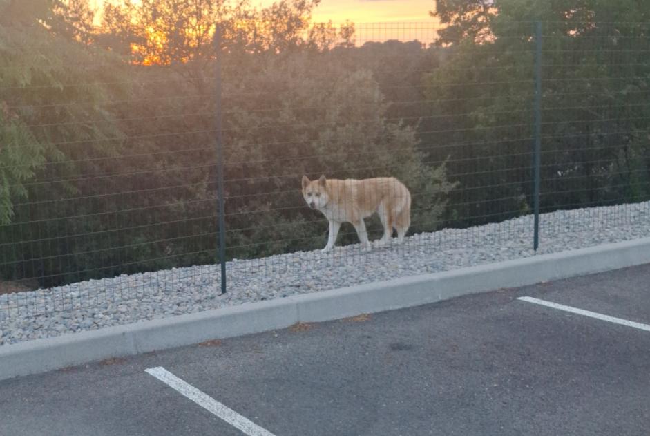 Ontdekkingsalarm Hond Onbekend Nîmes Frankrijk