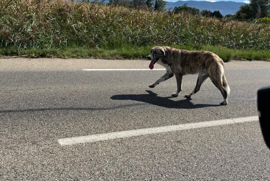 Ontdekkingsalarm Hond rassenvermenging  Onbekend Étoile-sur-Rhône Frankrijk