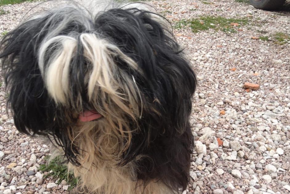 Alerta descoberta Cão  Fêmea Claudon France