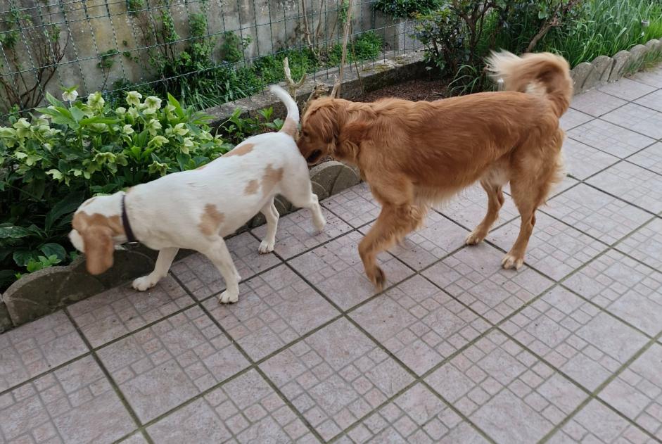 Alerta descoberta Cão  Fêmea Ploemeur France