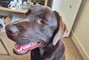 Alerta descoberta Cão  Macho Saint-Père-en-Retz France