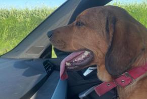 Alerta descoberta Cão Fêmea Vendeuil France