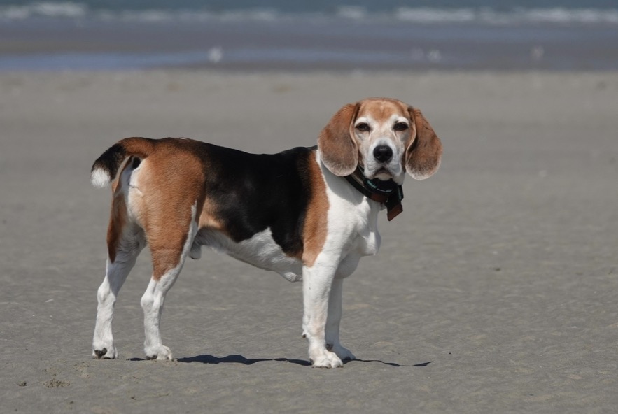 Alerta desaparecimento Cão  Macho , 13 anos Fort-Mahon-Plage France