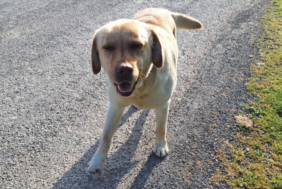 Alerta descoberta Cão  Fêmea Lavoux France