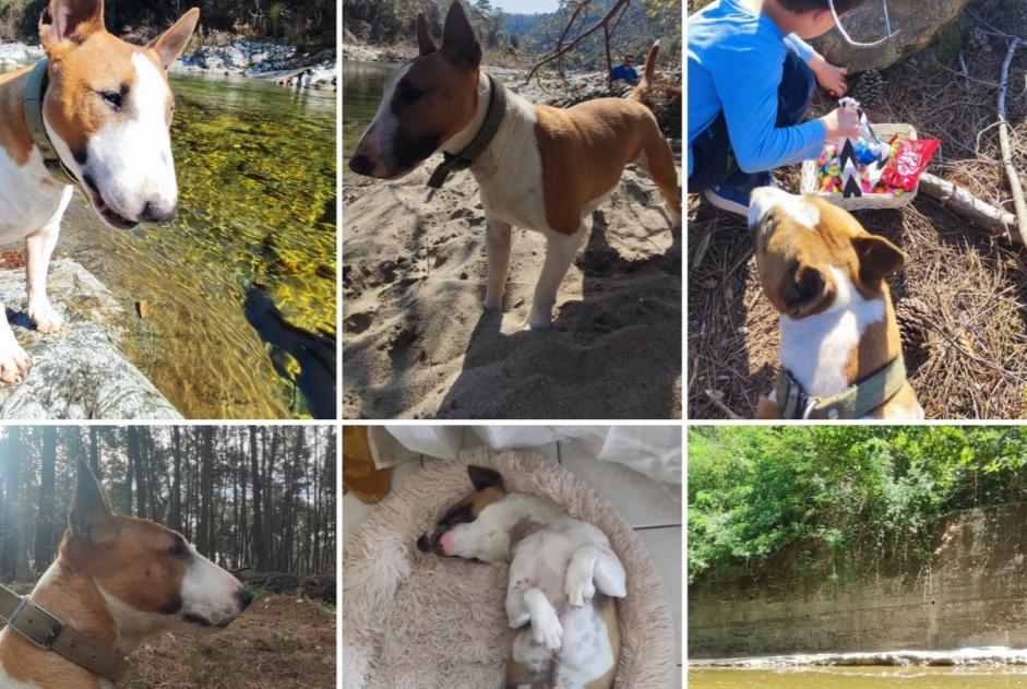 Alerta desaparecimento Cão  Macho , 5 anos Chandolas France