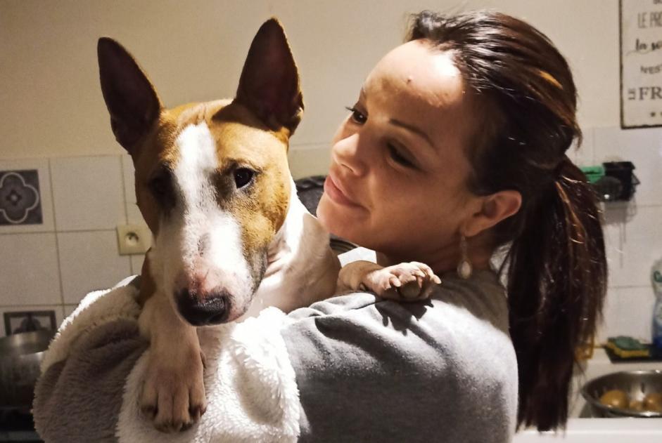 Alerta desaparecimento Cão  Macho , 5 anos Chandolas France