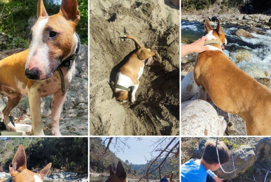 Alerta desaparecimento Cão  Macho , 5 anos Chandolas France