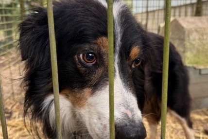Alerta descoberta Cão  Macho Sougères-en-Puisaye France
