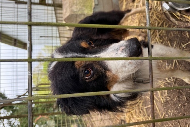 Alerta descoberta Cão  Macho Sougères-en-Puisaye France