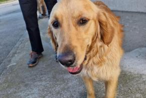 Alerta descoberta Cão  Fêmea Oullins-Pierre-Bénite France