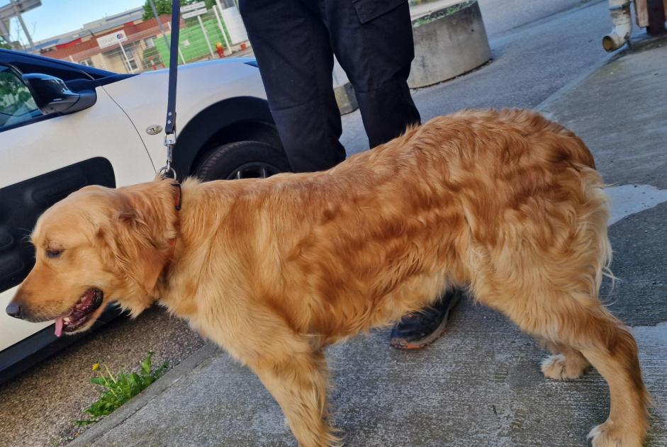 Alerta descoberta Cão  Fêmea Oullins-Pierre-Bénite France